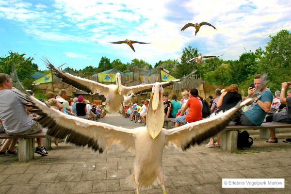 Vogelpark Marlow